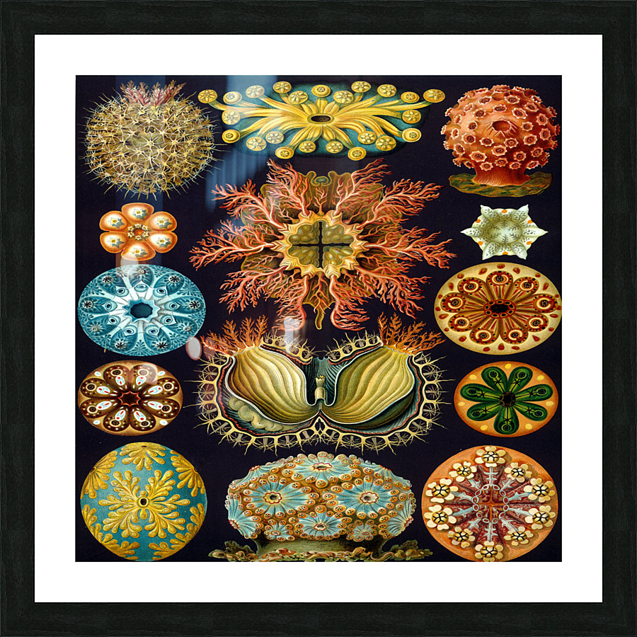 ernst haeckel illustrations Picture Frame print