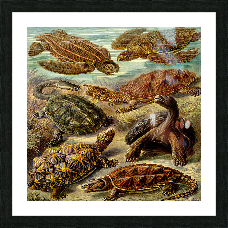 ernst haeckel illustrations Picture Frame print