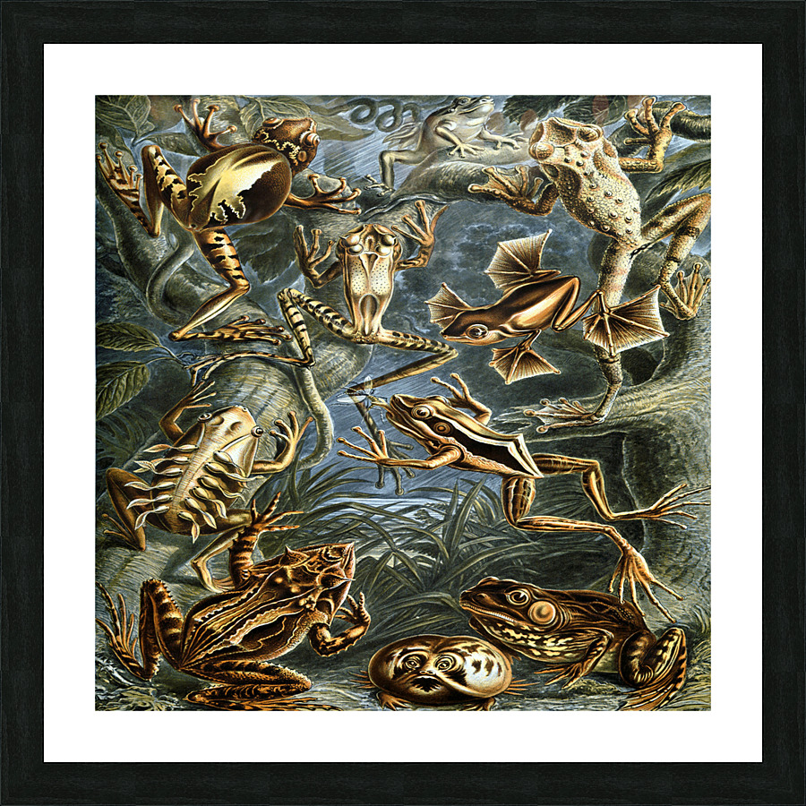 ernst haeckel illustrations Picture Frame print