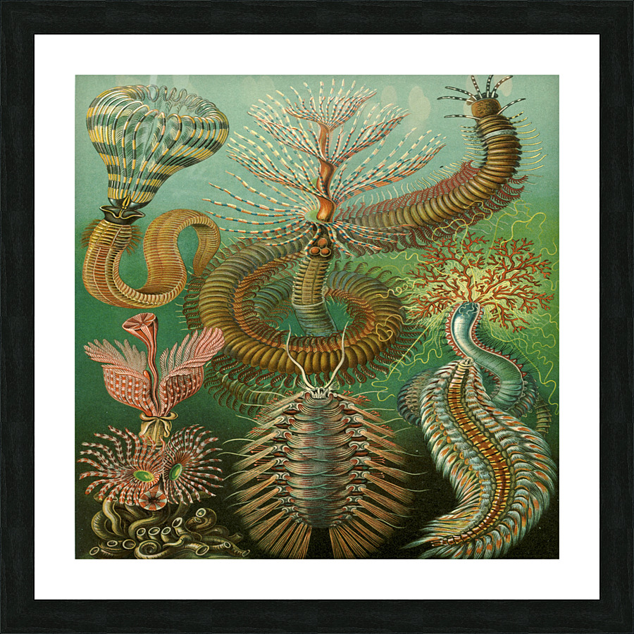 ernst haeckel illustrations Picture Frame print