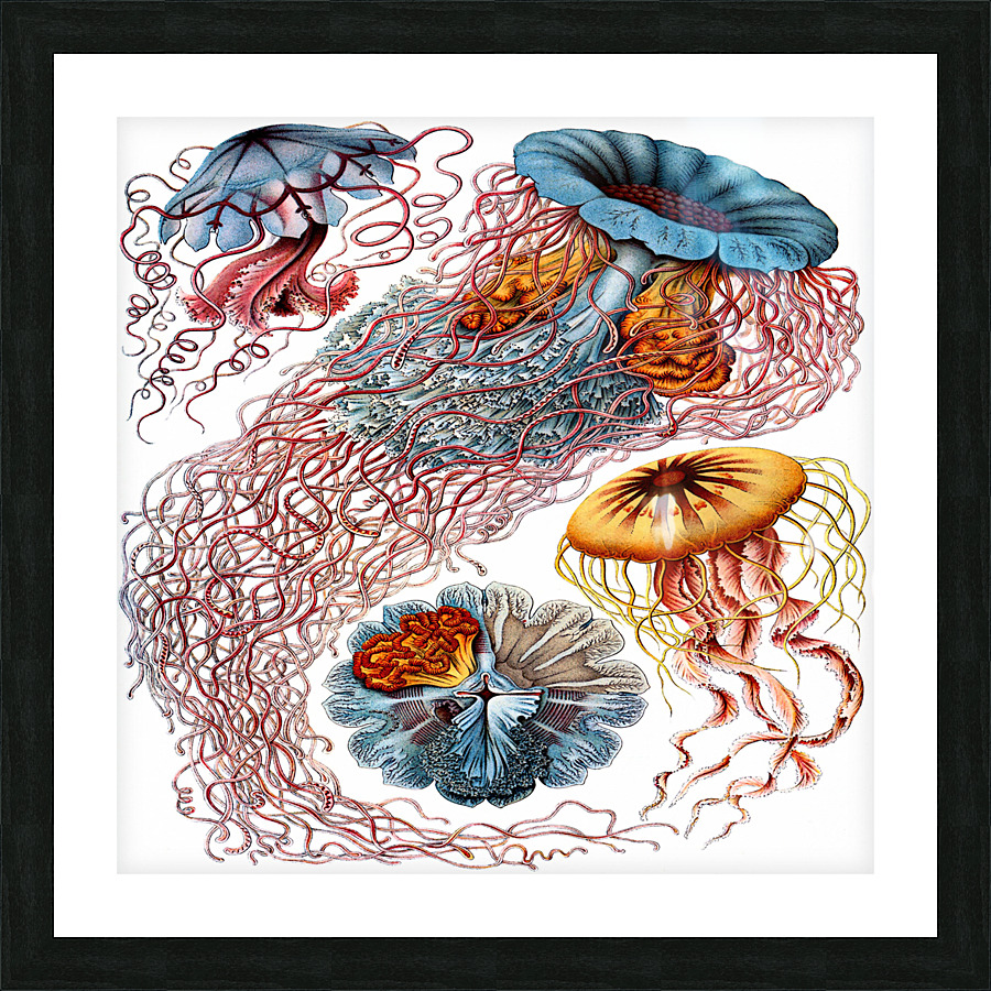 ernst haeckel illustrations Picture Frame print