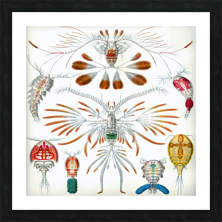 ernst haeckel illustrations Picture Frame print