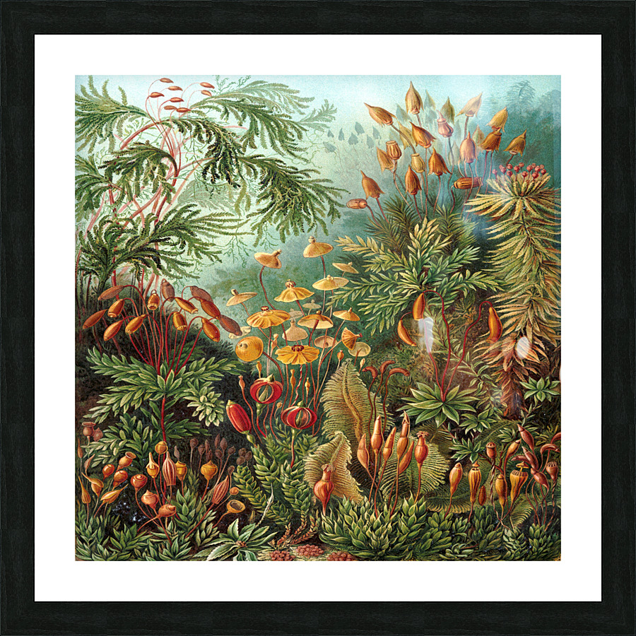 ernst haeckel illustrations Picture Frame print