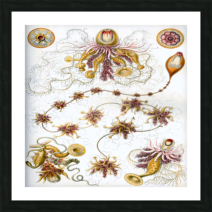 ernst haeckel illustrations Picture Frame print