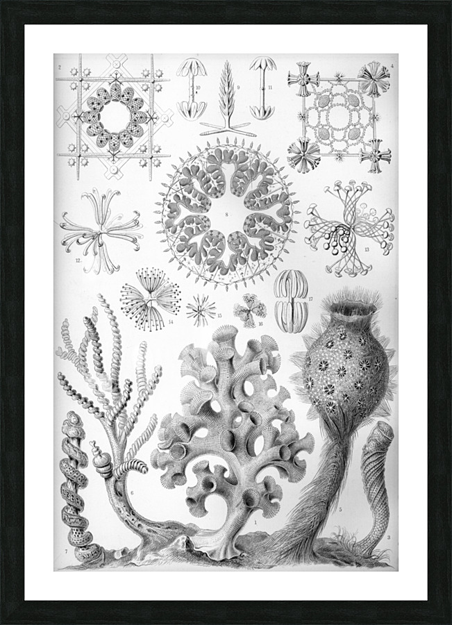 ernst haeckel Picture Frame print