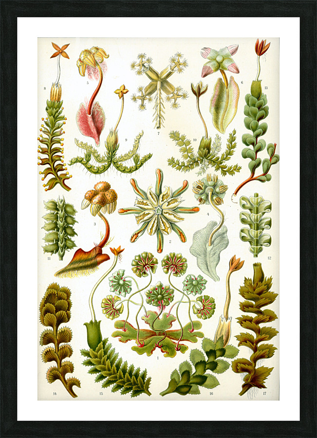 ernst haeckel Picture Frame print