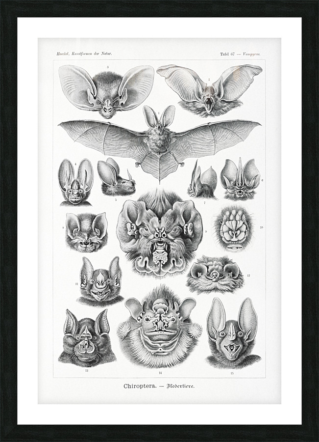 ernst haeckel Picture Frame print