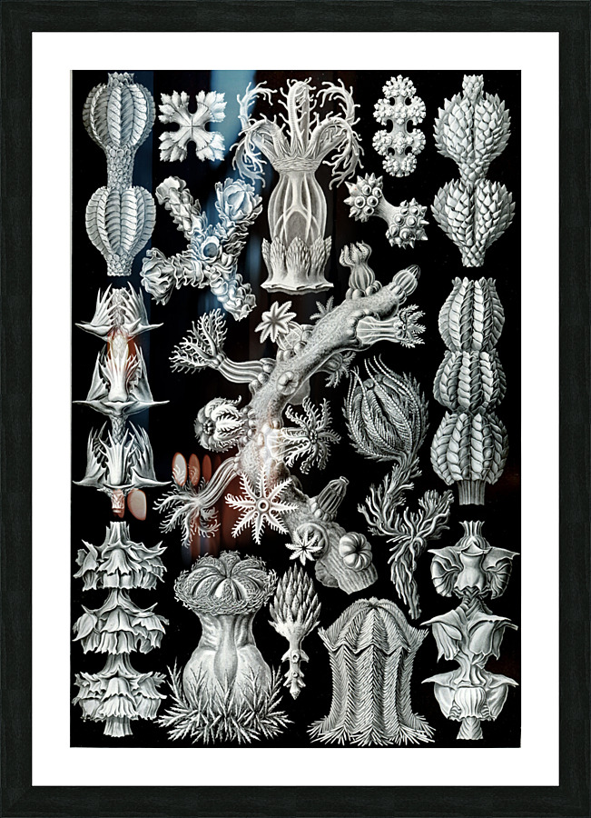 ernst haeckel Picture Frame print