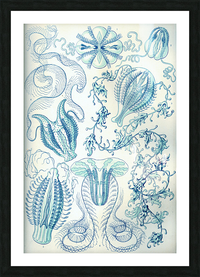 ernst haeckel Picture Frame print