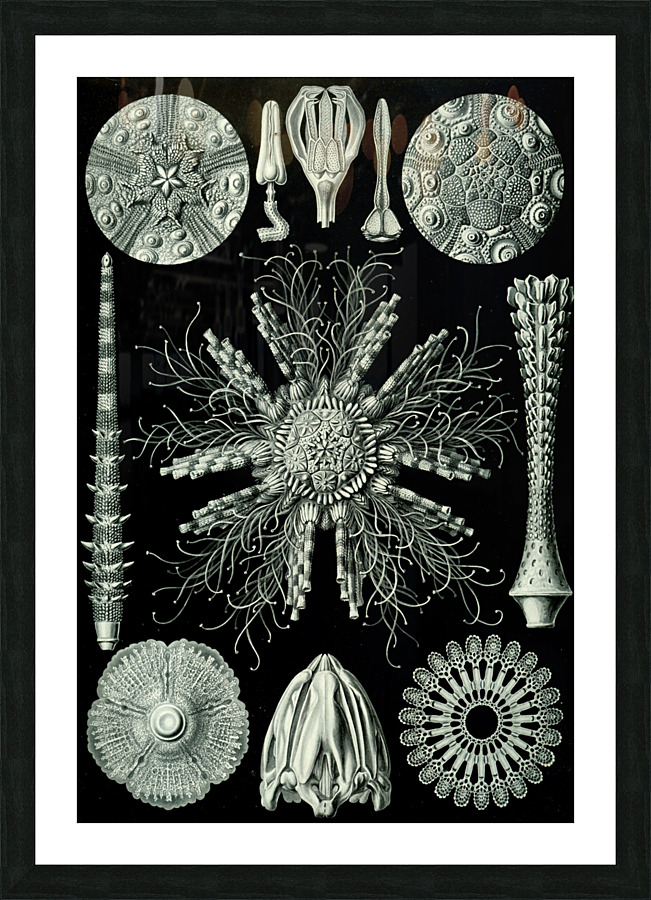 ernst haeckel Picture Frame print