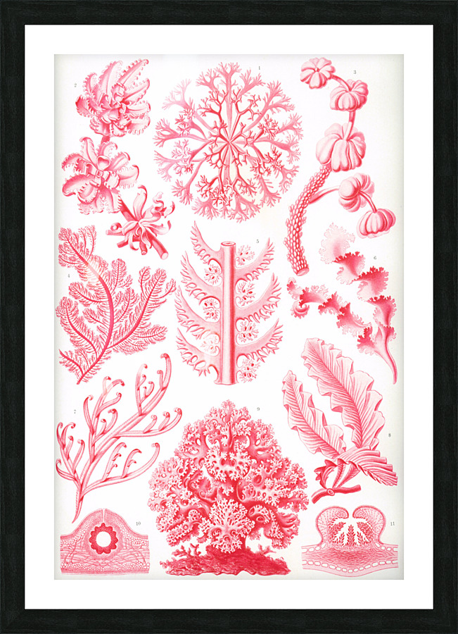 ernst haeckel Picture Frame print