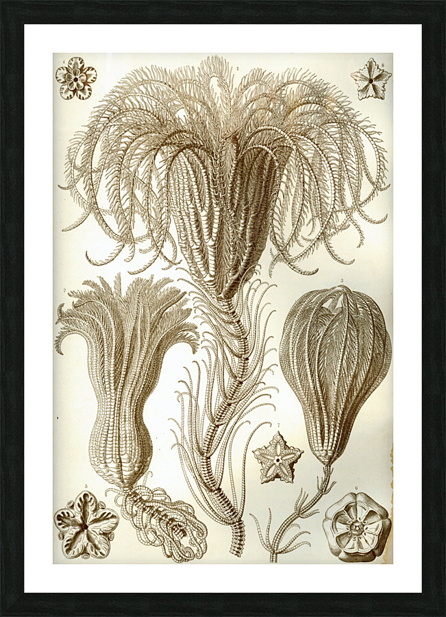 ernst haeckel Picture Frame print