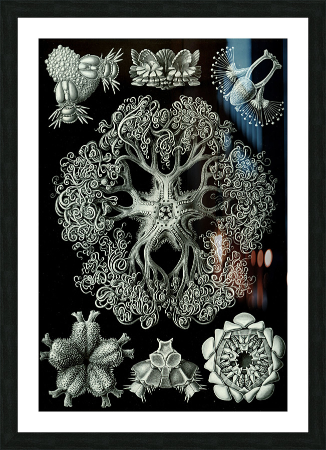 ernst haeckel Picture Frame print