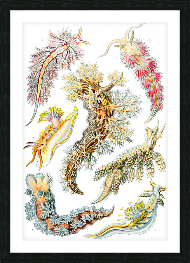 ernst haeckel Picture Frame print