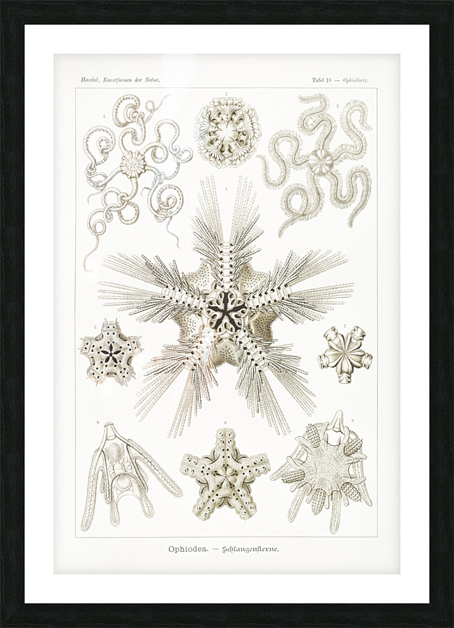ernst haeckel Picture Frame print