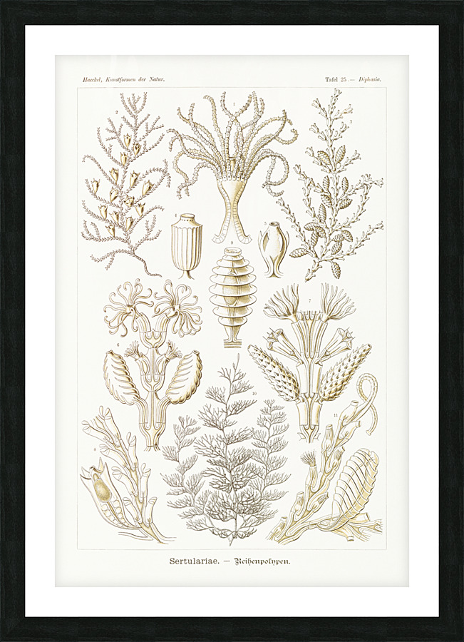 ernst haeckel Picture Frame print