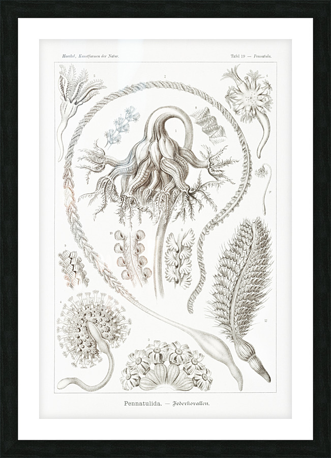 ernst haeckel Picture Frame print