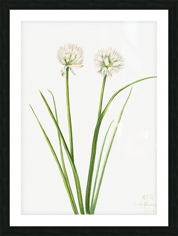 2533 william morris Picture Frame print