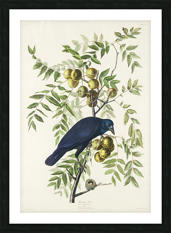 25  John James Audubon 34 Picture Frame print