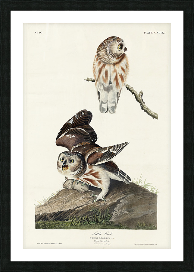 25  John James Audubon 113 Picture Frame print