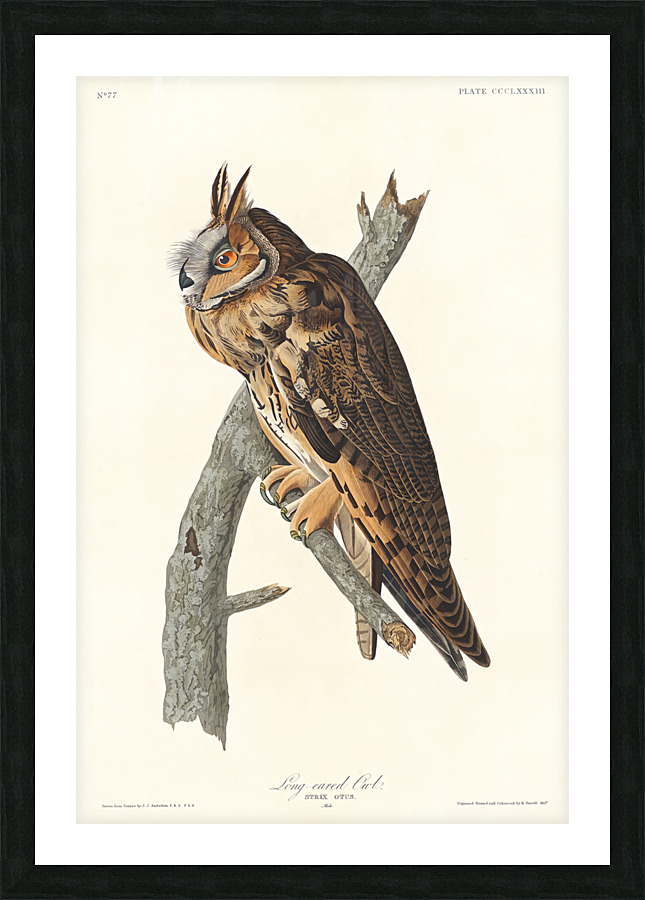 5955 John James Audubon  48 Picture Frame print