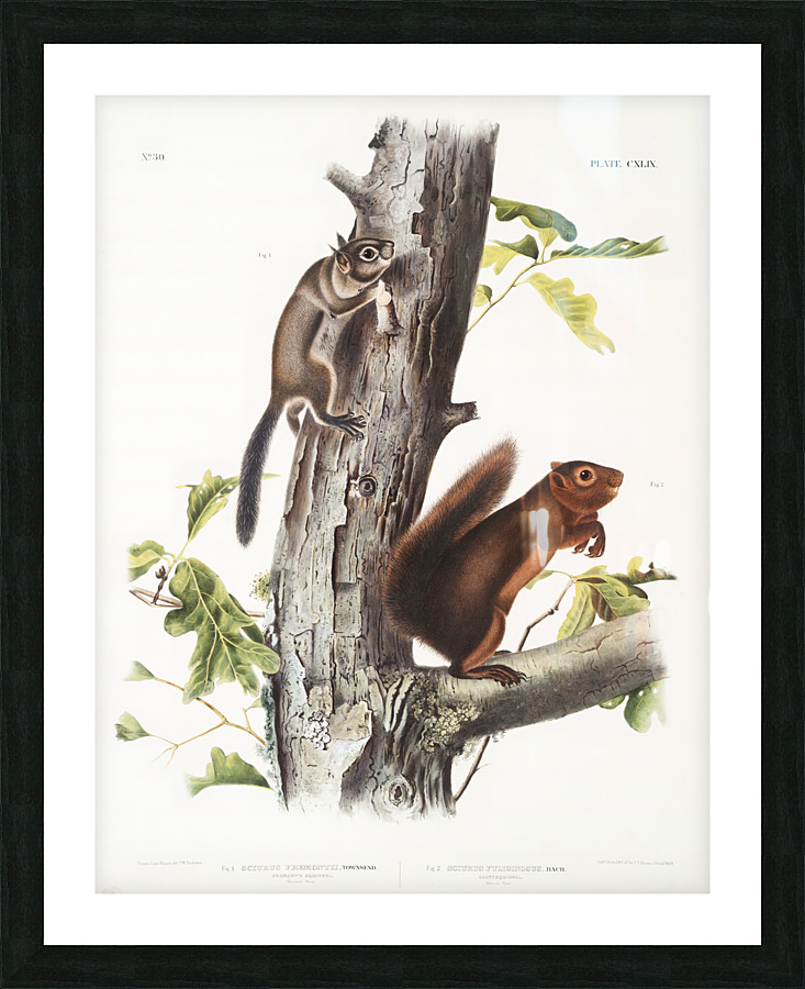 5955 John James Audubon  80 Picture Frame print