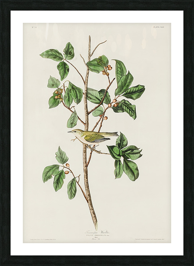 5955 John James Audubon  105 Picture Frame print