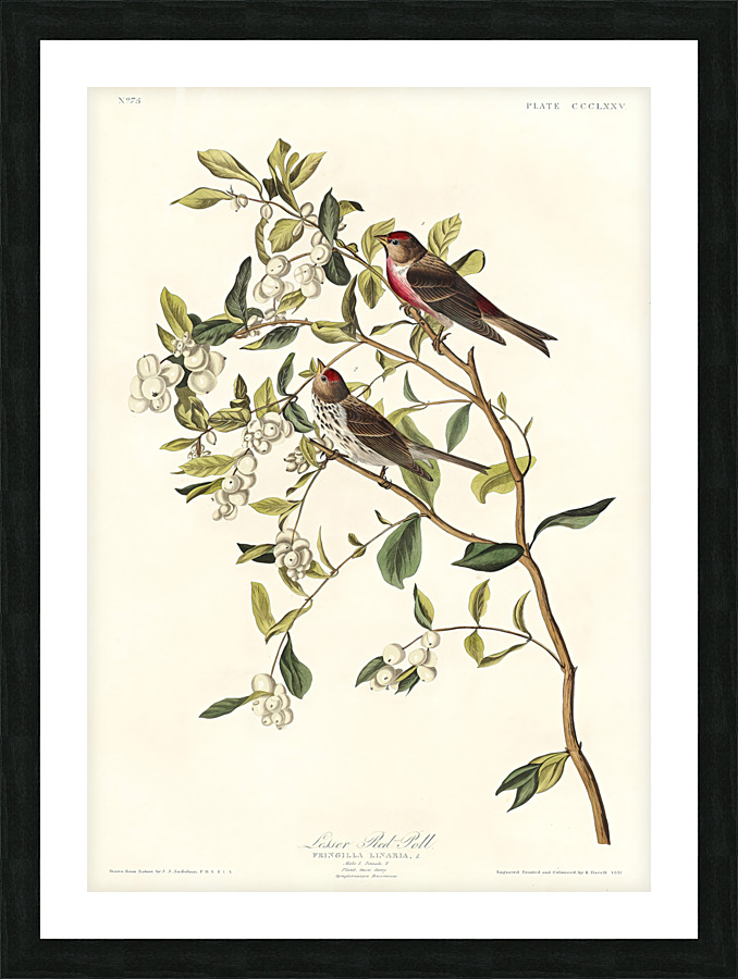 5955 John James Audubon  127 Picture Frame print