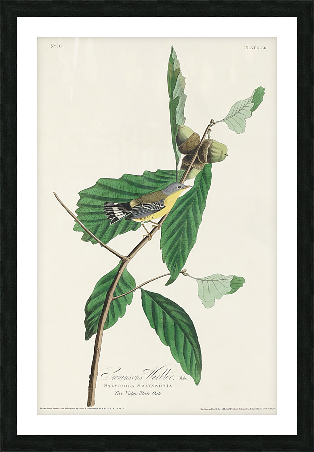 6182 John James Audubon  21 Picture Frame print