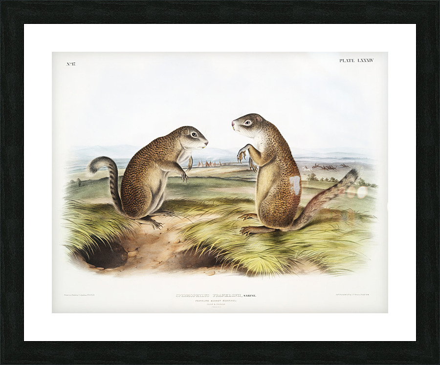6182 John James Audubon  61 Picture Frame print