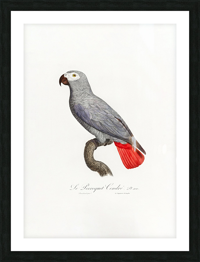 6330 Parrot 2 Picture Frame print