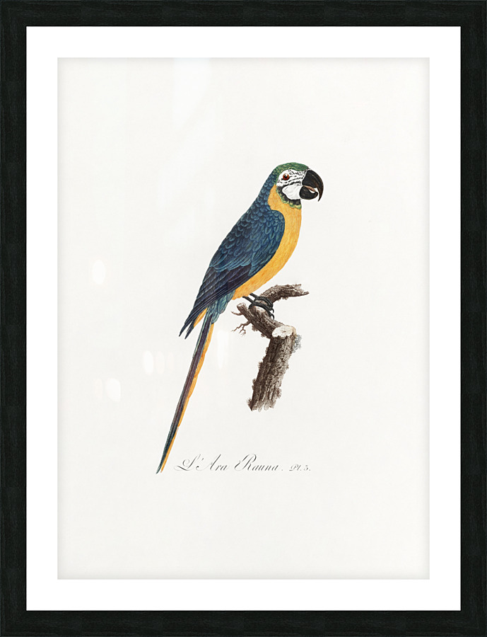 6330 Parrot 7 Picture Frame print