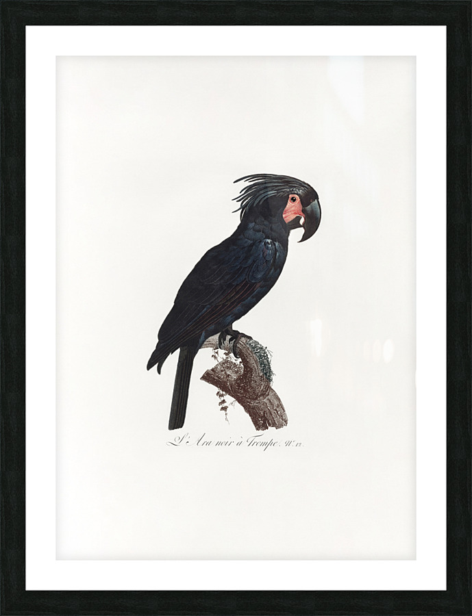 6330 Parrot 1 Picture Frame print