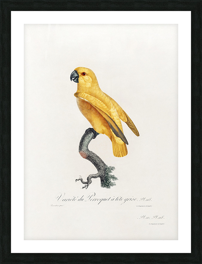 6330 Parrot 4 Picture Frame print