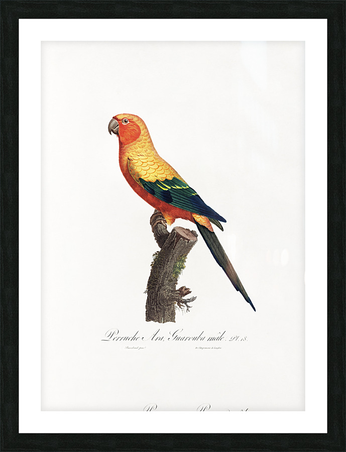 6330 Parrot 3 Picture Frame print