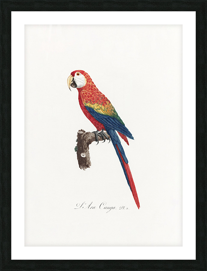 6330 Parrot 6 Picture Frame print
