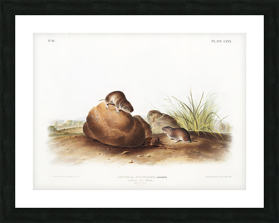John James Audubon 15 Picture Frame print