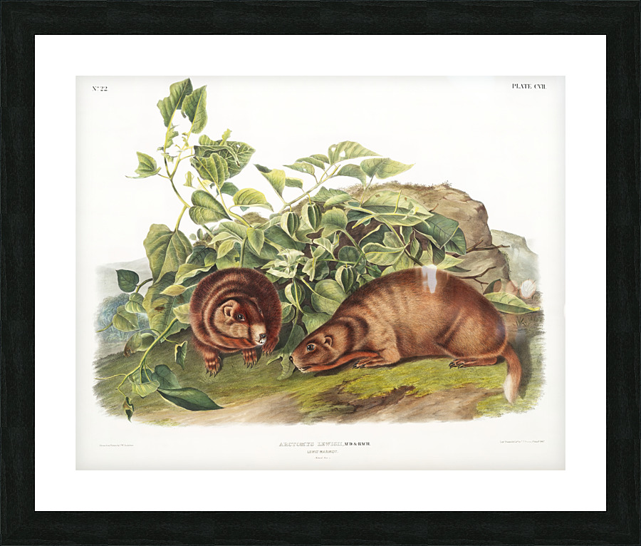 John James Audubon 6 Picture Frame print