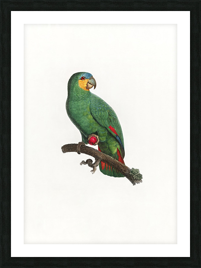 6365 Parrot Picture Frame print