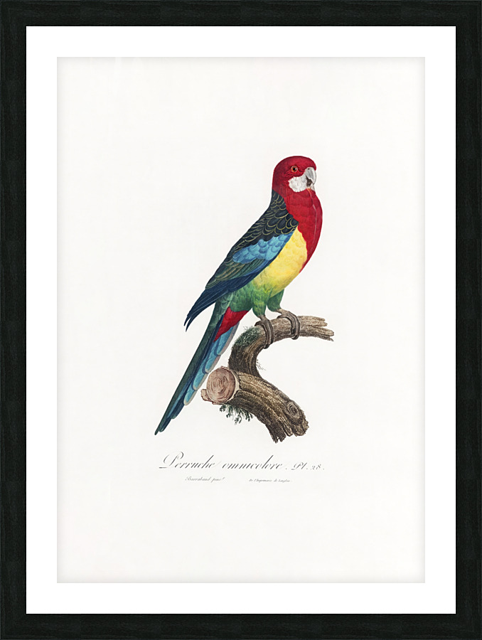 6478 Parrot Picture Frame print