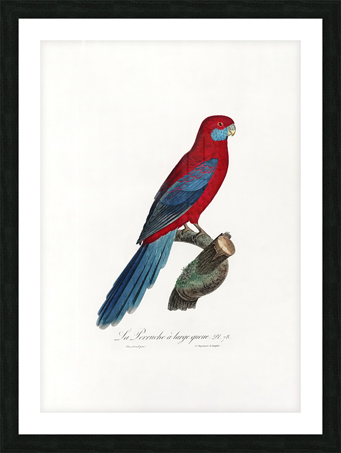 6470 Parrot Picture Frame print