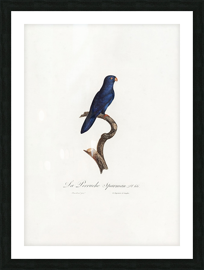 6481 Parrot Picture Frame print