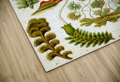 ernst haeckel artvi puzzle