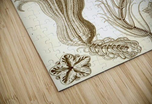 ernst haeckel artvi puzzle