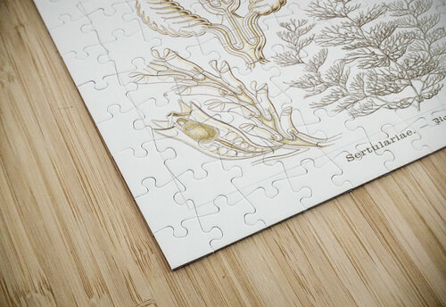 ernst haeckel artvi puzzle