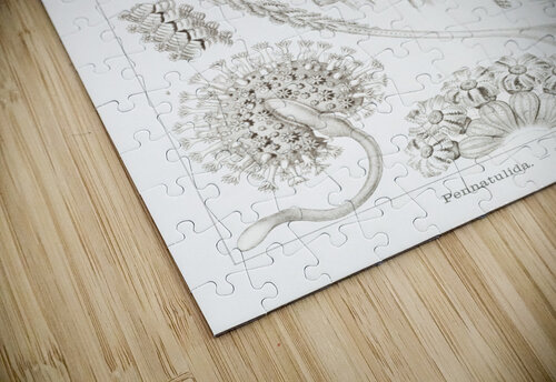 ernst haeckel artvi puzzle
