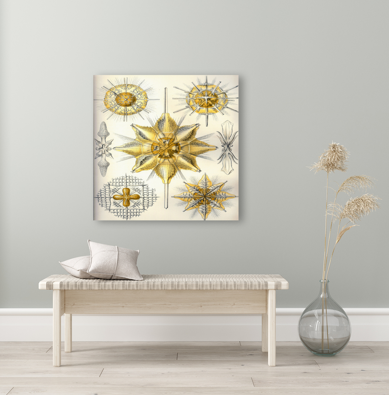 ernst haeckel illustrations Reproduction