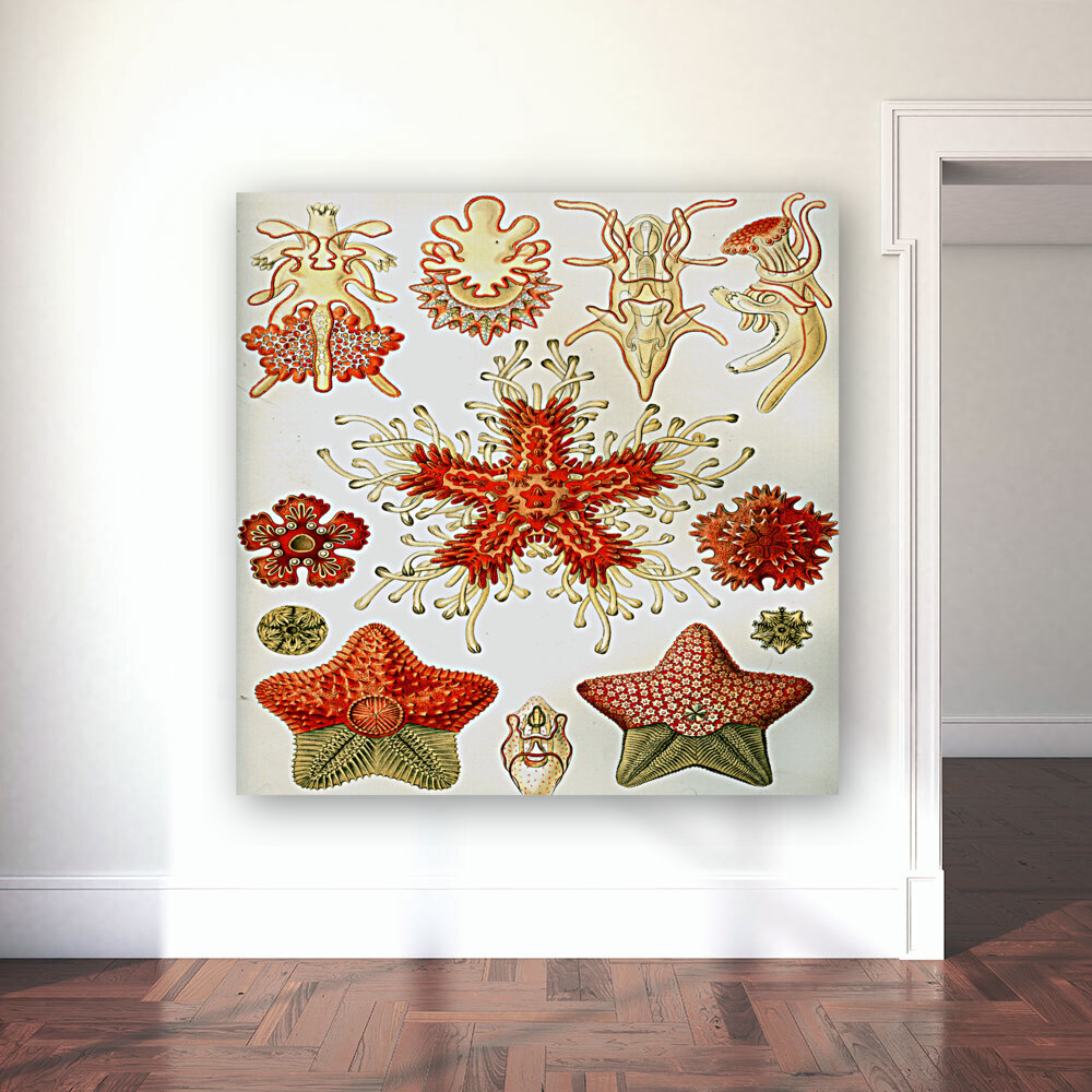 ernst haeckel illustrations Reproduction