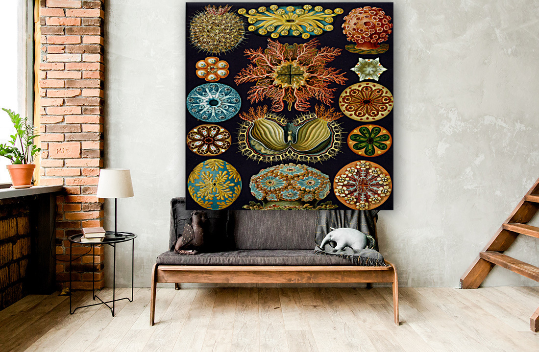 ernst haeckel illustrations Reproduction