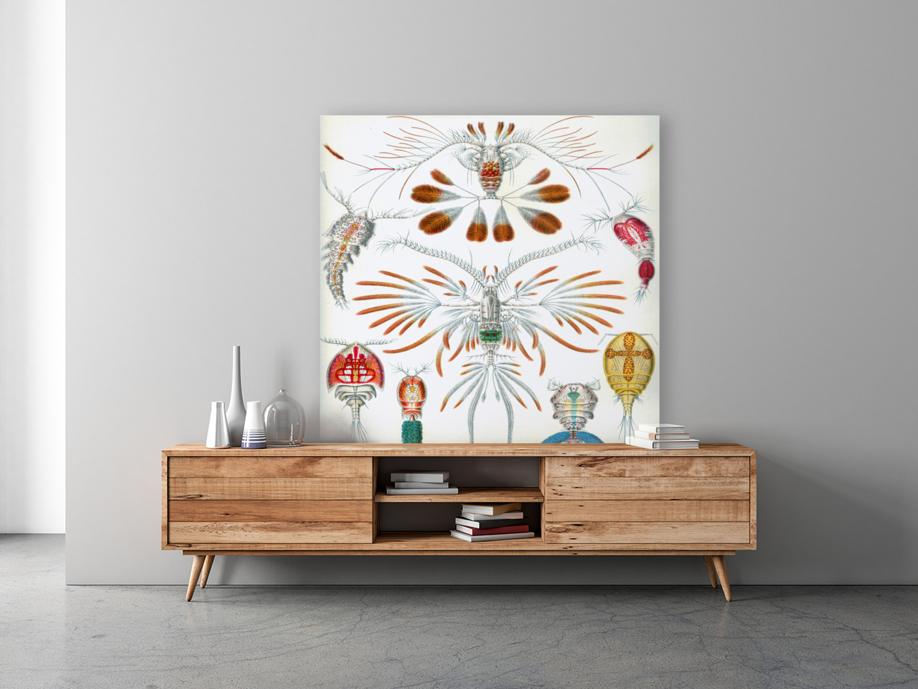 ernst haeckel illustrations Reproduction